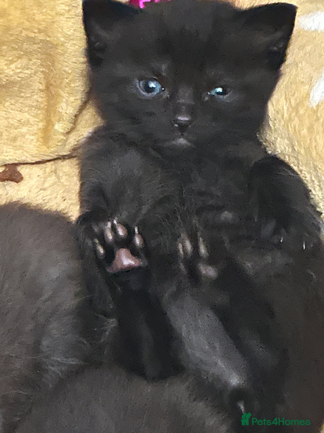 British Shorthair cats for sale: British shorthair kittens  - Image 1