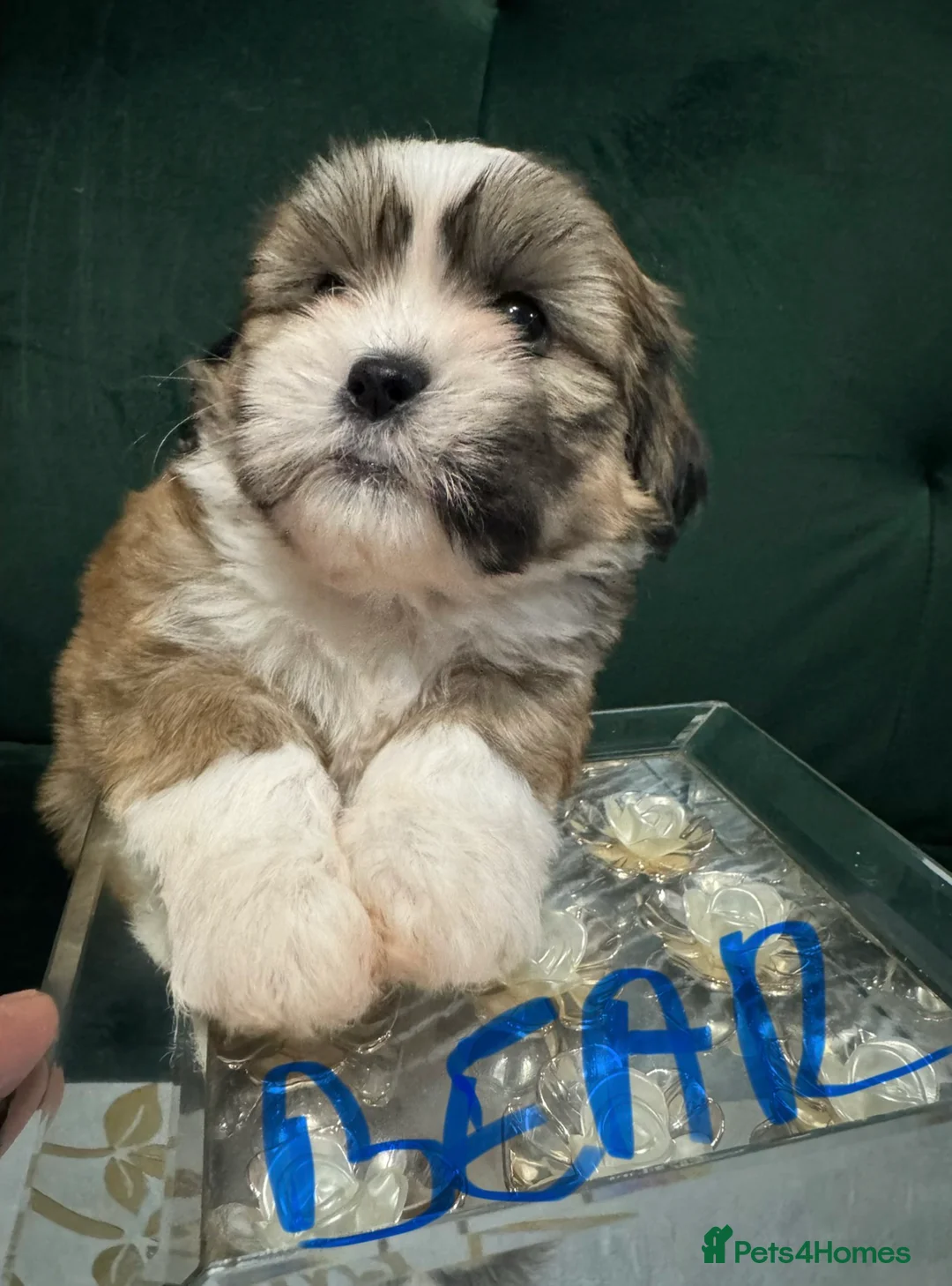 Shih Tzu dogs for sale: Beautiful Shih Tzu puppies  - Advert 10