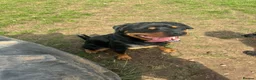 Rottweiler dogs for sale: 2 year old Rottweiler male for sale in Nottingham - Advert 7