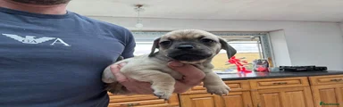 Mixed Breed 3