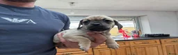 Mixed Breed dogs for sale: Stunning pug x dachshund  in Liskeard - Advert 28