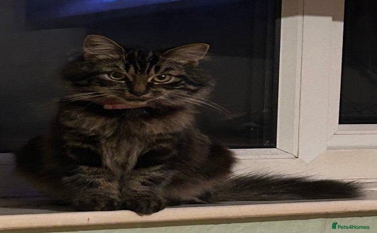 Mixed Breed cats - Advert 4