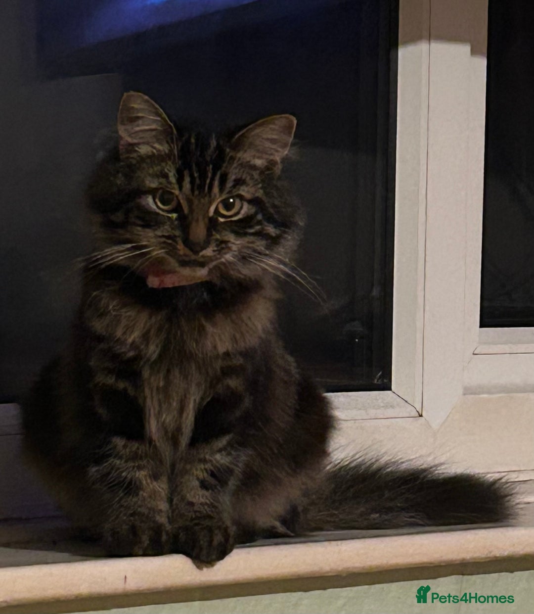 Mixed Breed cats for sale: Needing loving home  - Image 1