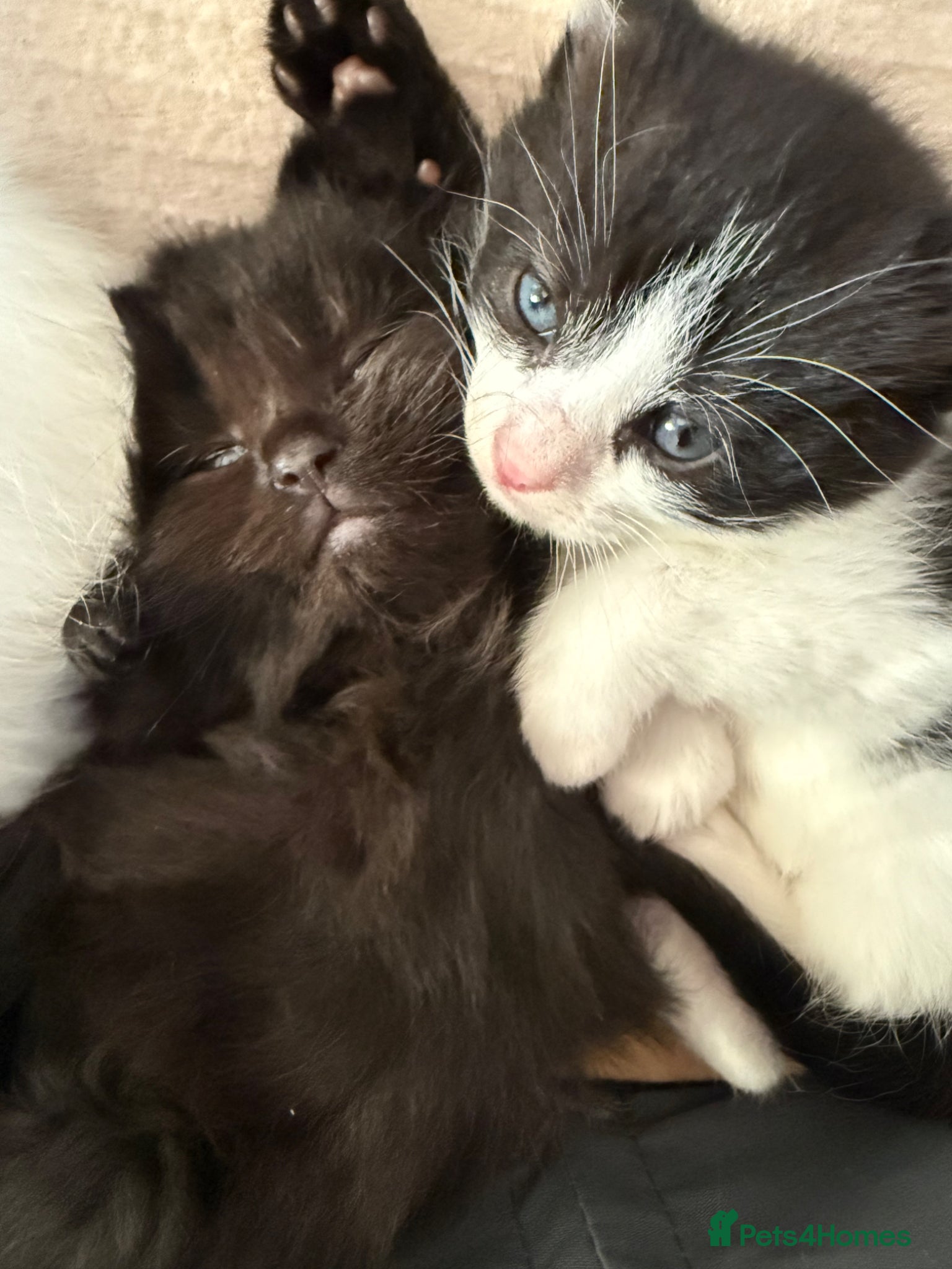 Mixed Breed cats Mix breed kittens  - Advert 7
