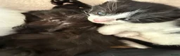 Mixed Breed cats for sale: Mix breed kittens  - Advert 1