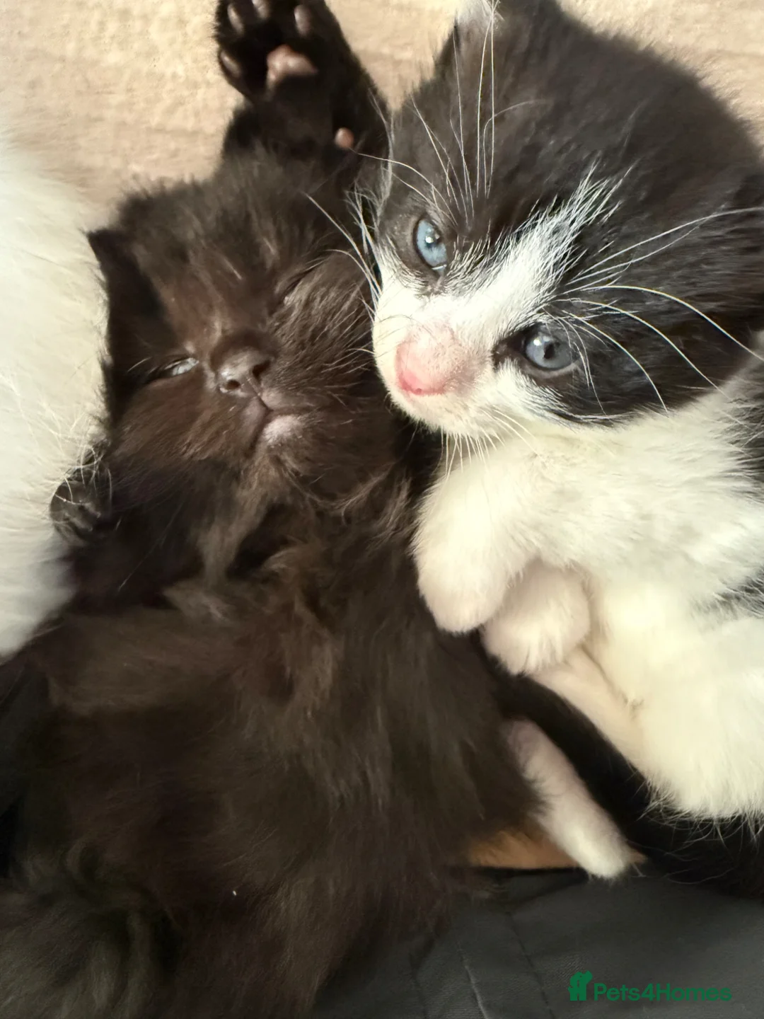 Mixed Breed cats for sale: Mix breed kittens  - Advert 1