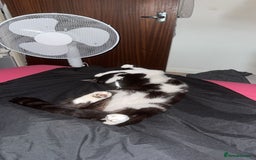 British Shorthair cats for sale: Black and White Male Cat ‼️URGENT‼️ - Image 3