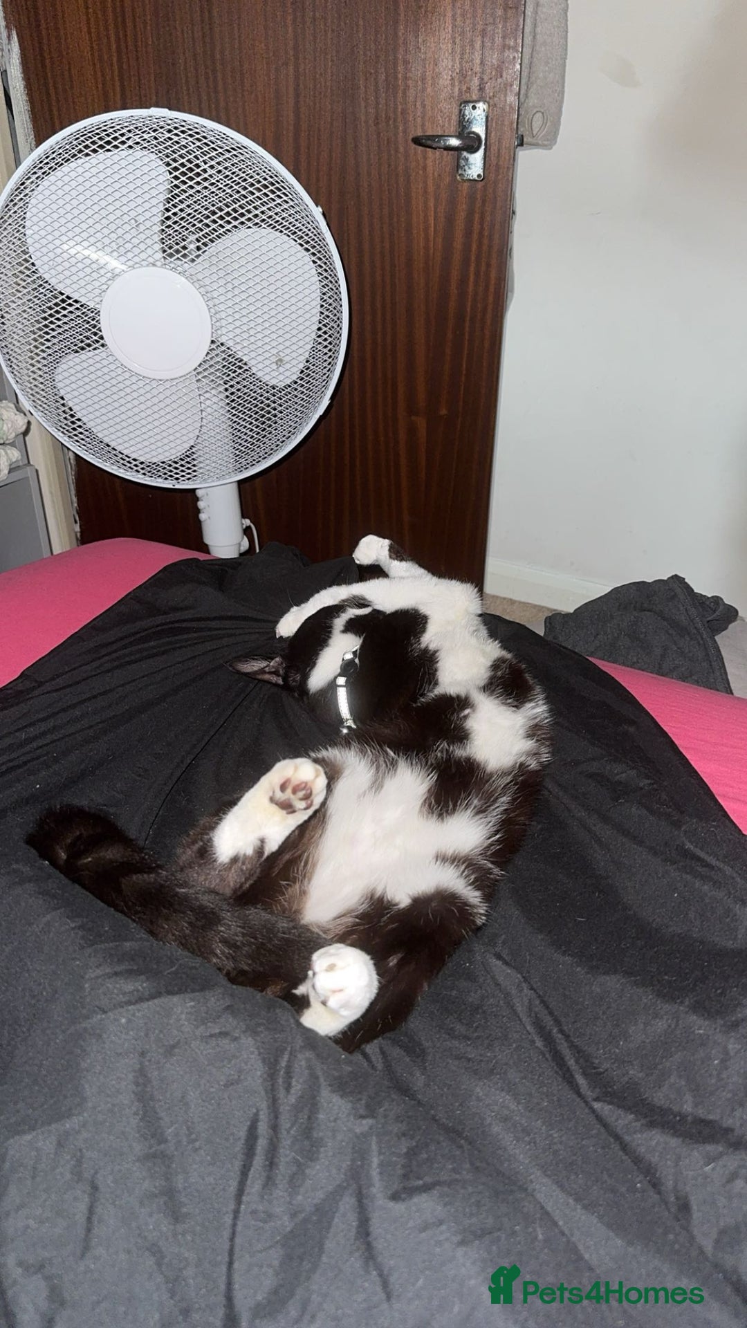 British Shorthair cats for sale: Black and White Male Cat ‼️URGENT‼️ - Image 3