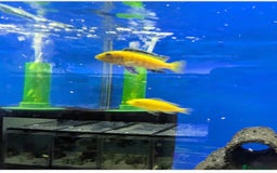 Bettas fish for sale: Tropical fish,betta samurai,angels,kribs,bn plecos - Image 7