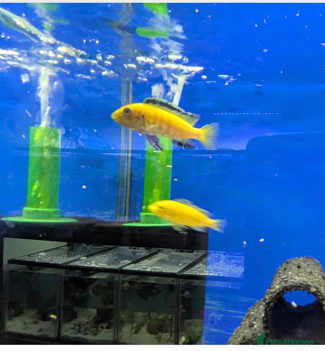 Bettas fish for sale: Tropical fish,betta samurai,angels,kribs,bn plecos - Image 7