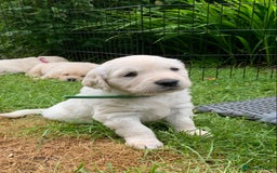 Golden Retriever dogs for sale: 1 BOY LEFT! Beautiful KC Golden Retriever Puppies! in Llanfyrnach - Image 17