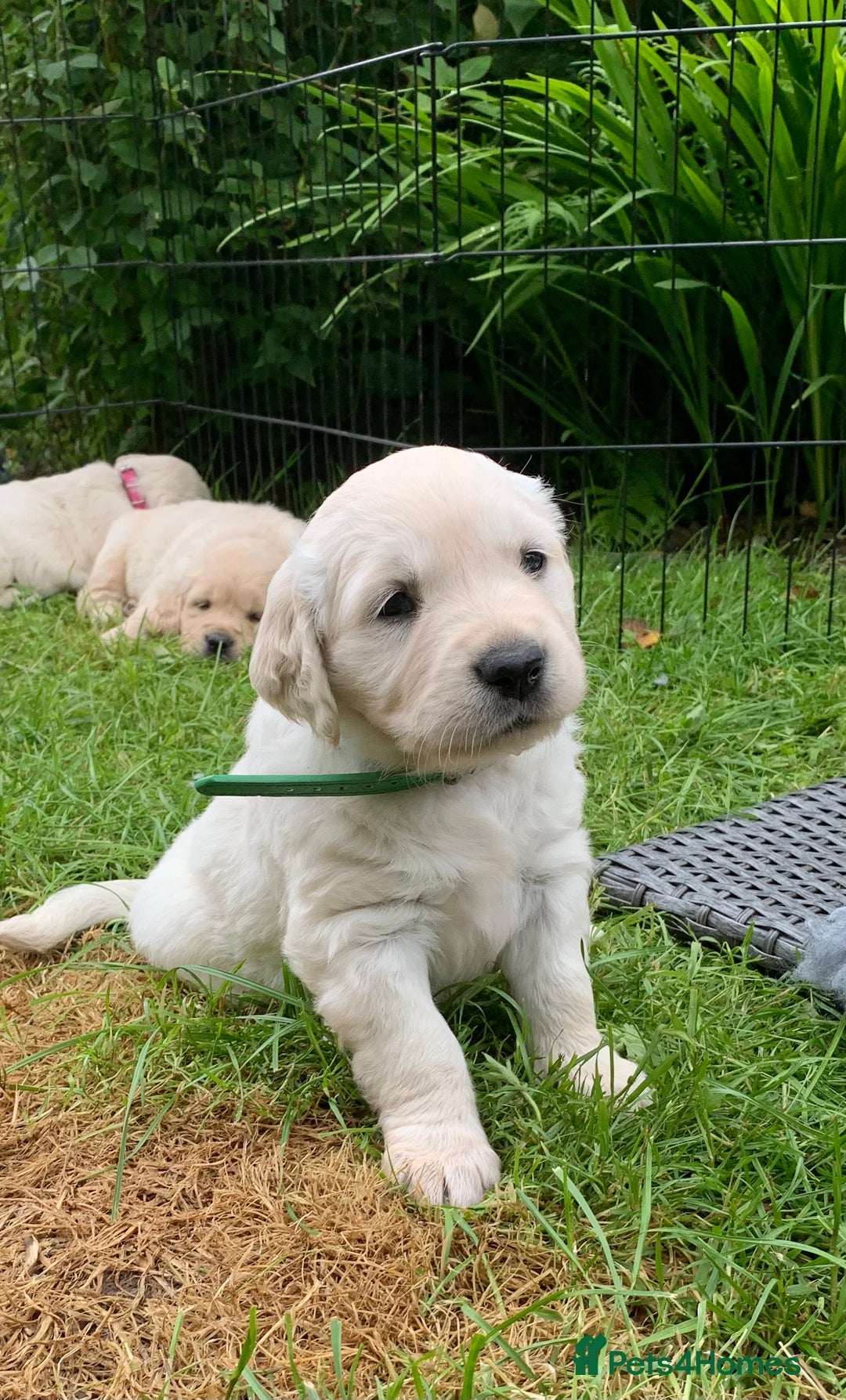 Golden Retriever dogs for sale: 1 BOY LEFT! Beautiful KC Golden Retriever Puppies! in Llanfyrnach - Image 17