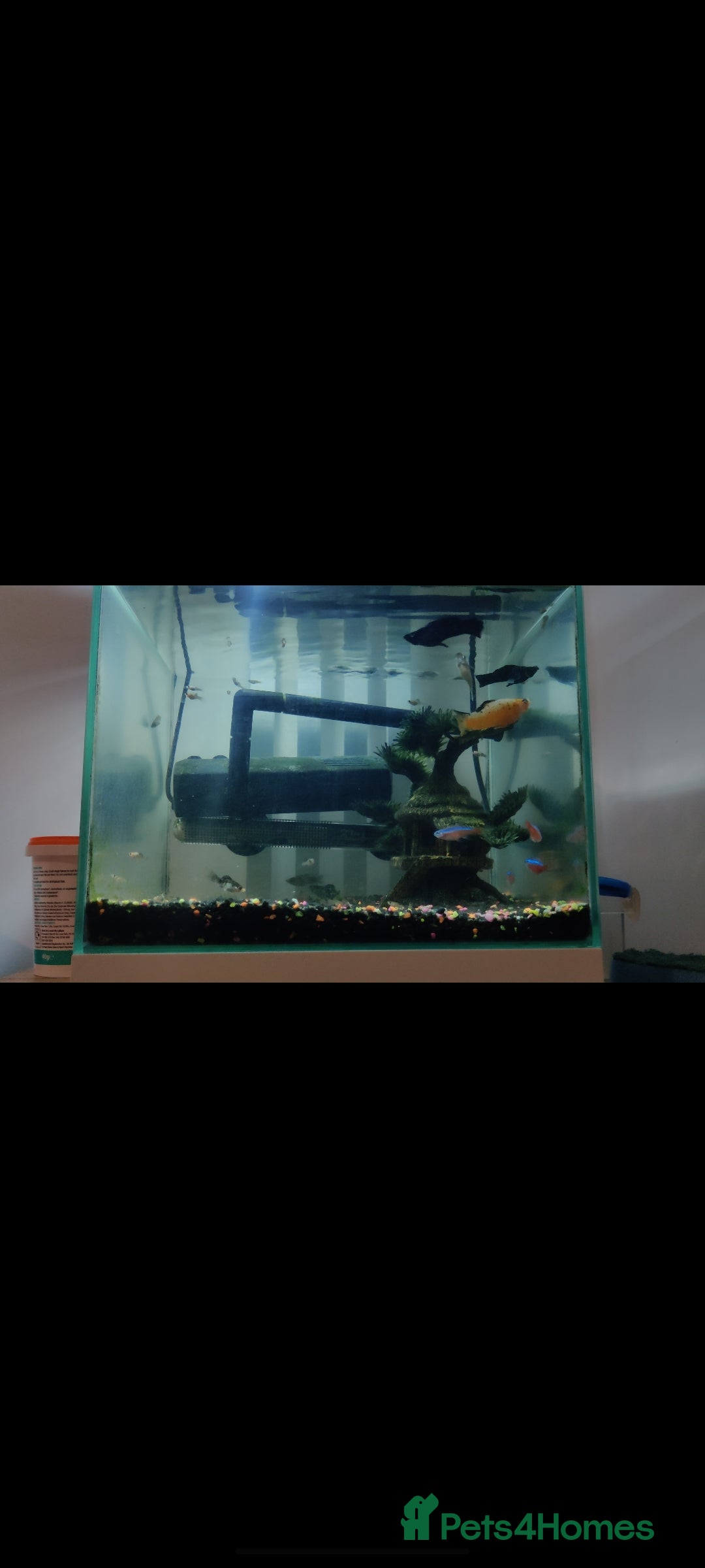 Mollies fish for sale: Balloon and salfin mollies  - Image 1