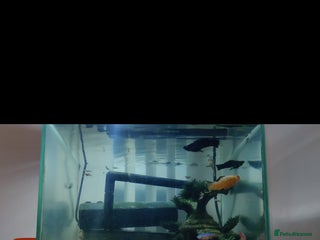 Mollies fish - Advert 14