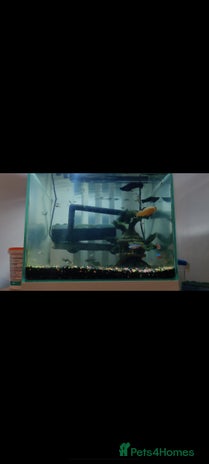 Mollies fish - Advert 1