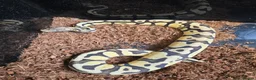 Python Snake reptiles for sale: Various Ball Pythons  - Advert 10