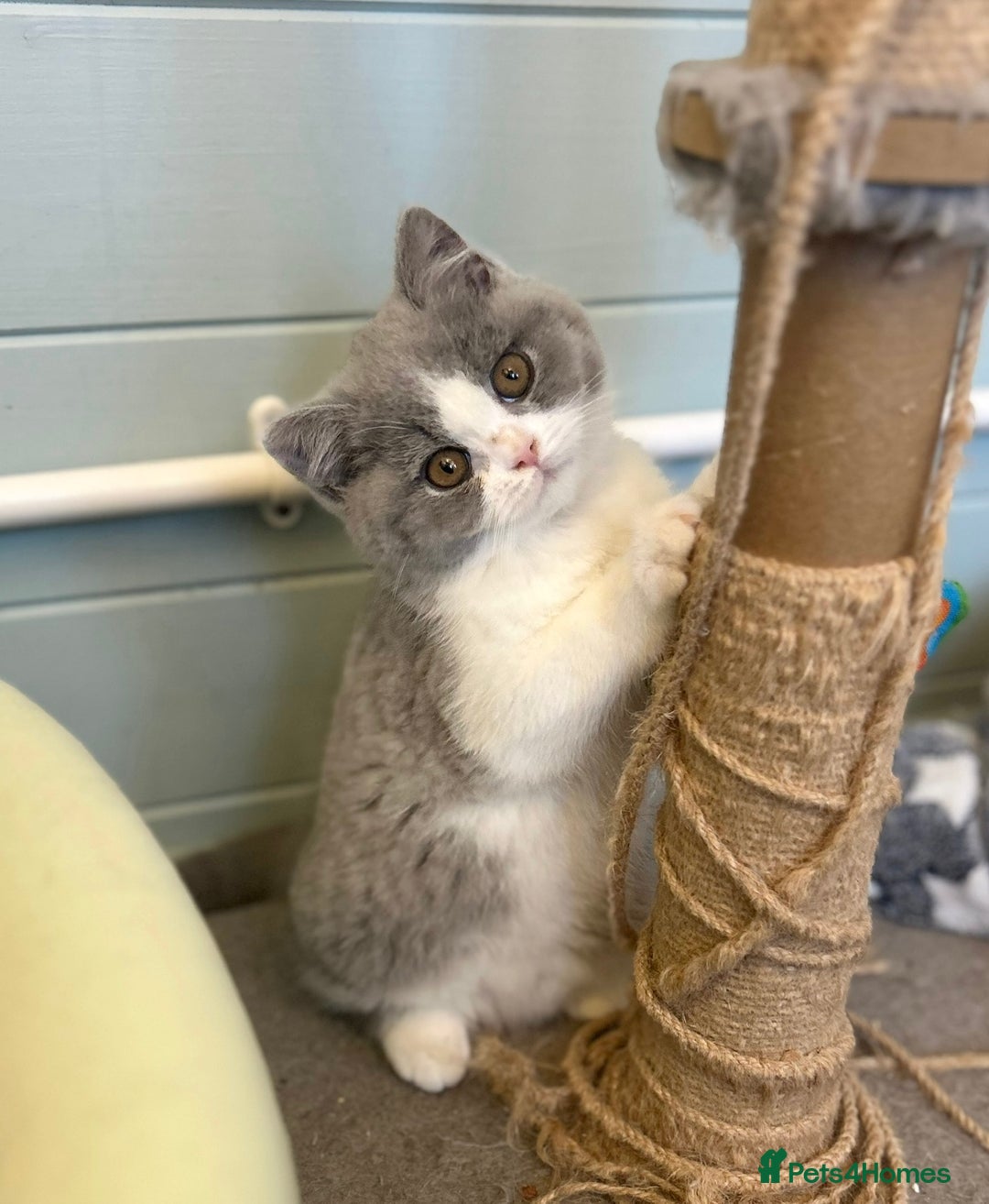 British Shorthair cats for sale: TICA registered Bluebio colour kitten - Image 1