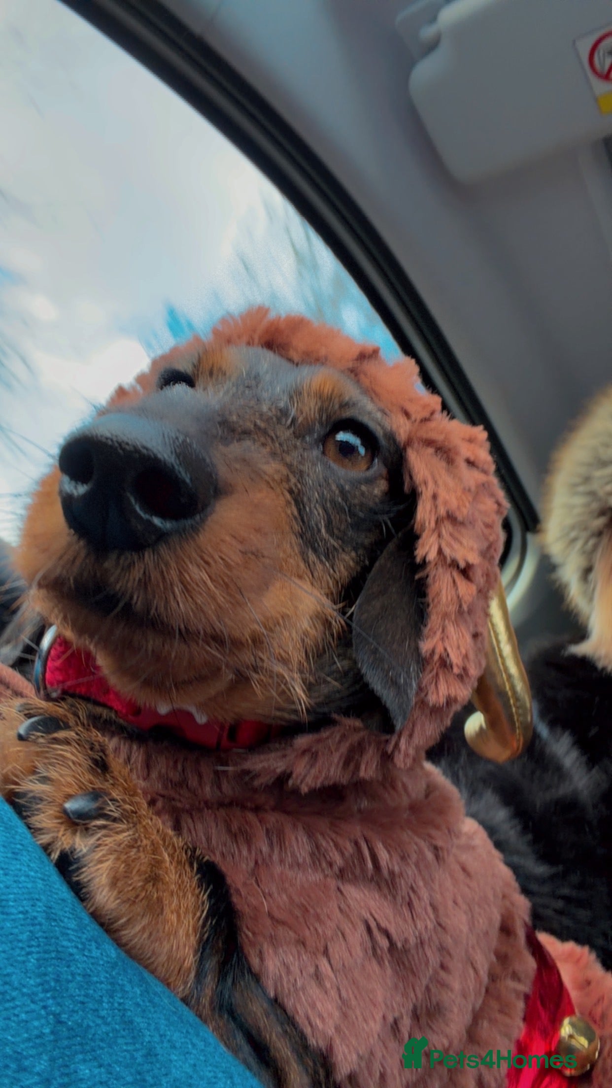 Miniature Dachshund dogs Sausage, dog  - Advert 1