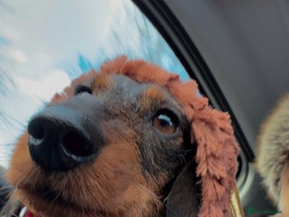 Miniature Dachshund dogs Sausage, dog - Advert 1