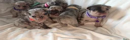 French Bulldog dogs for sale: Incredible Merle litter  - Advert 5