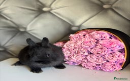 Netherland Dwarf rabbits for sale: rochelles_rabbits pure ND babies for sale - Image 23