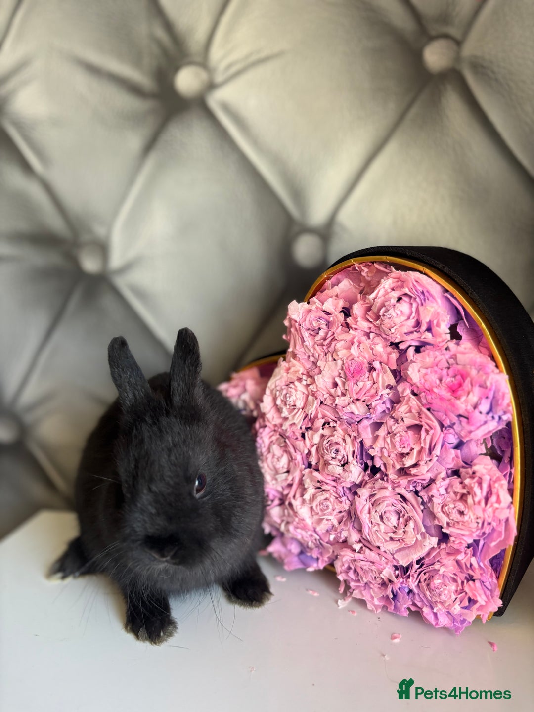 Netherland Dwarf rabbits for sale: rochelles_rabbits pure ND babies for sale - Image 23