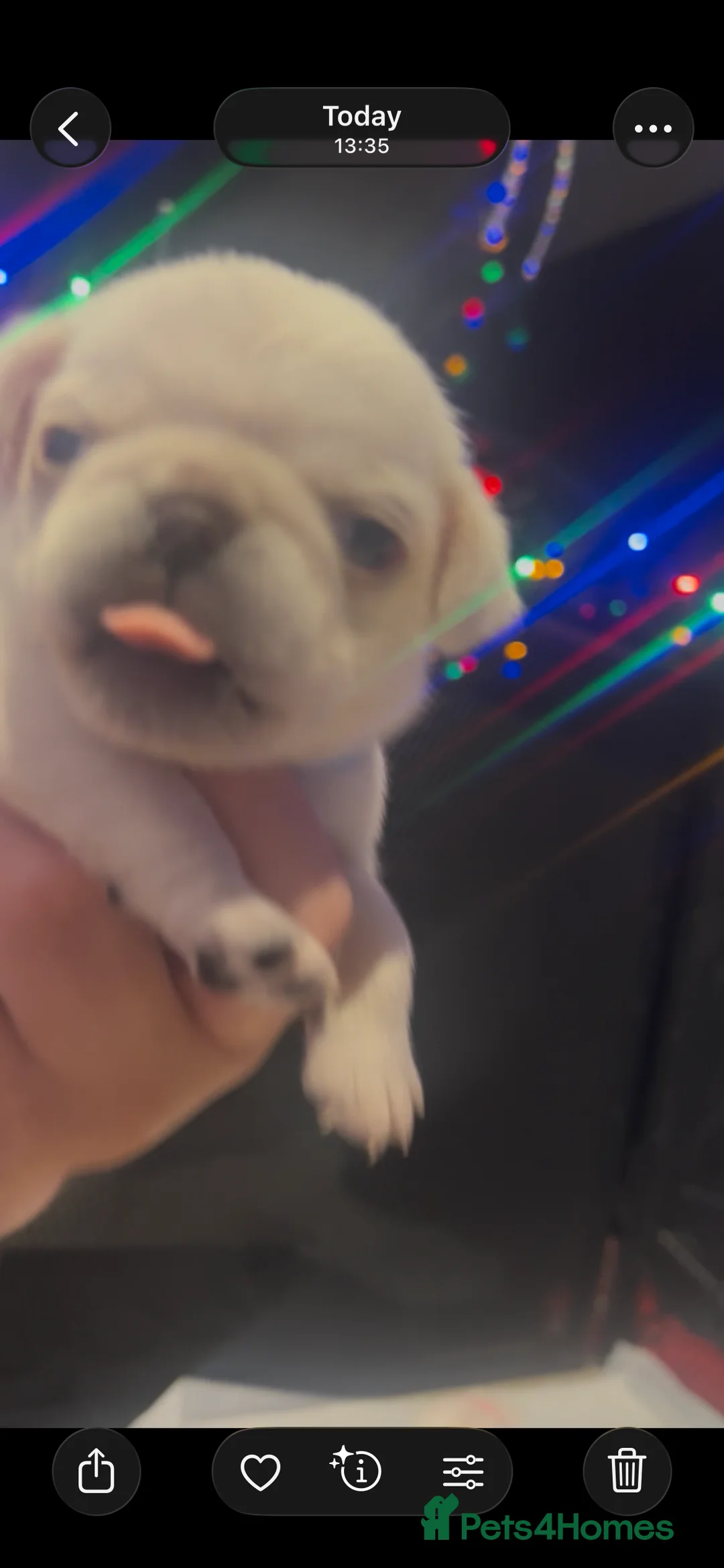 Pug dogs for sale: BEAUTIFUL WHITE PUG PUPS - Advert 2