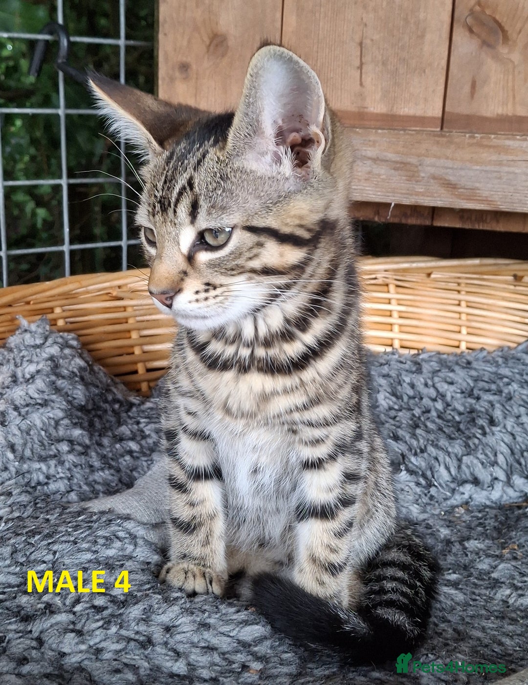 Mixed Breed cats for sale: Maine Coon X Kittens  in Coventry - Image 6