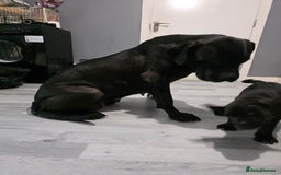 Cane Corso dogs for sale: Female can corso  **  - Image 5