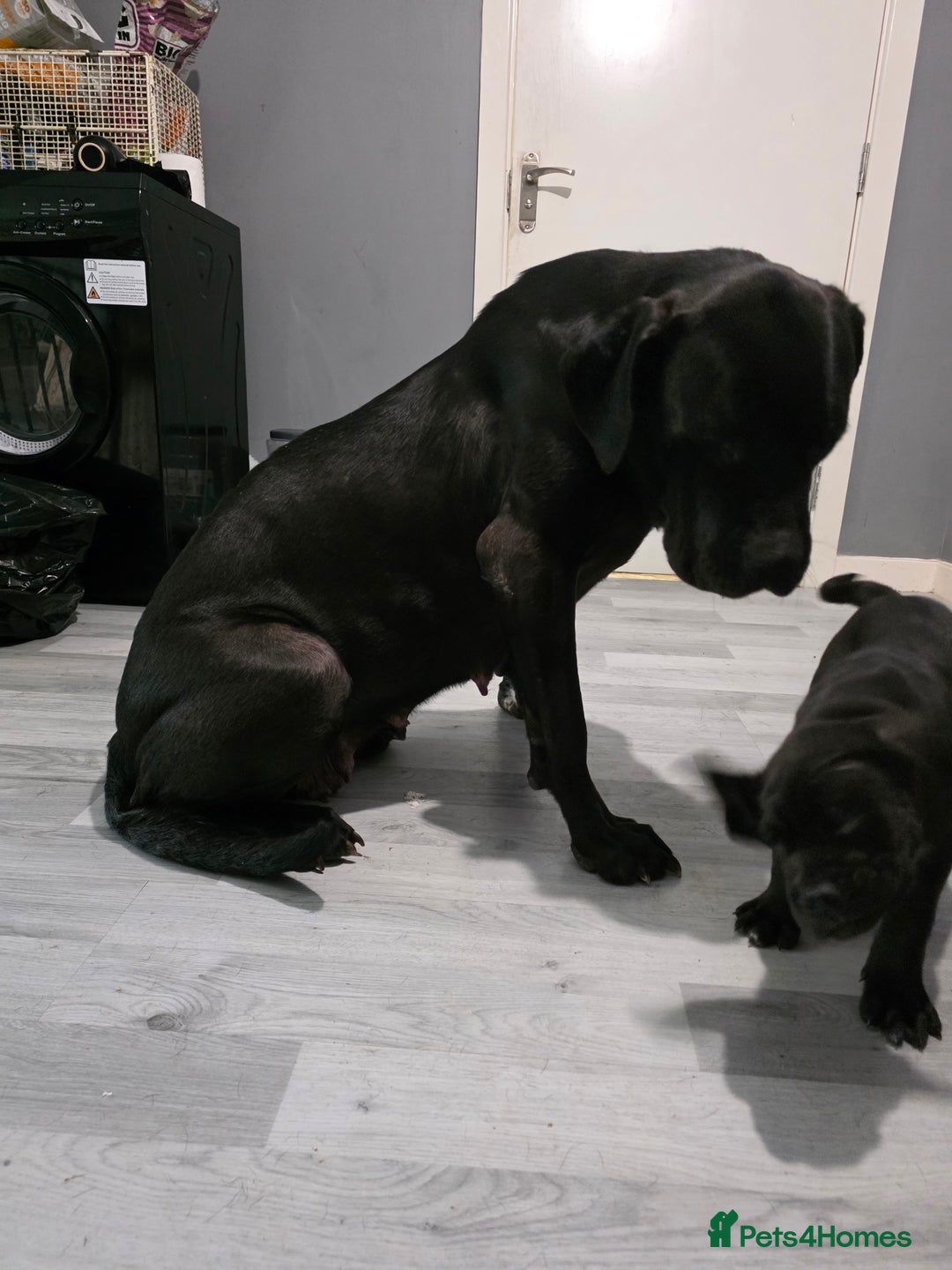 Cane Corso dogs for sale: Female can corso  **  - Image 5