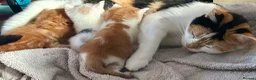 Mixed Breed cats for sale: 3Beautiful Kittens ready for reservation. - Advert 3