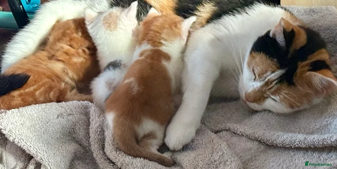 Mixed Breed cats for sale: 3Beautiful Kittens ready for reservation. - Advert 3