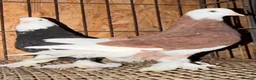 Pigeons birds for sale: FANCY WEST OF ENGLAND TUMBLERS - Advert 16