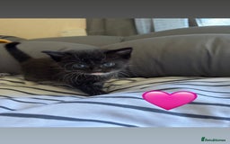 Mixed Breed cats for sale: Beautiful kittens for sale - Image 14