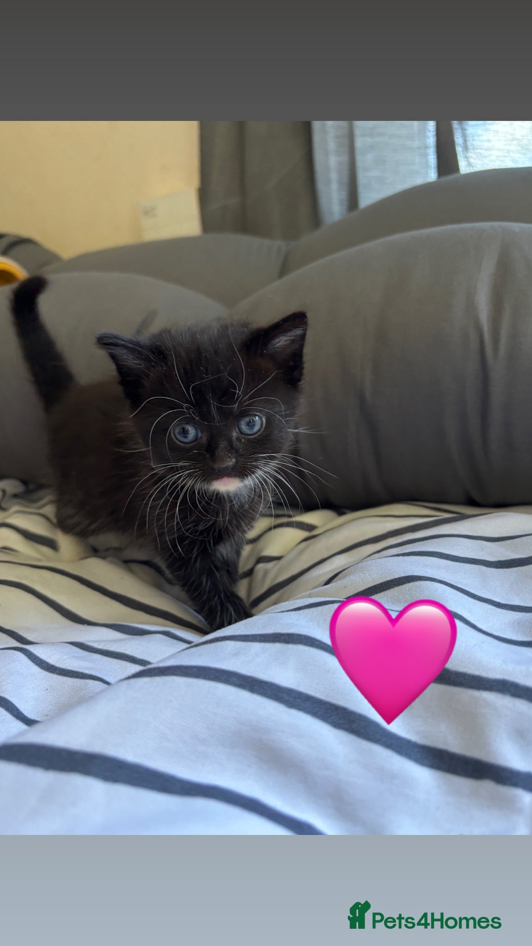 Mixed Breed cats for sale: Beautiful kittens for sale - Image 14