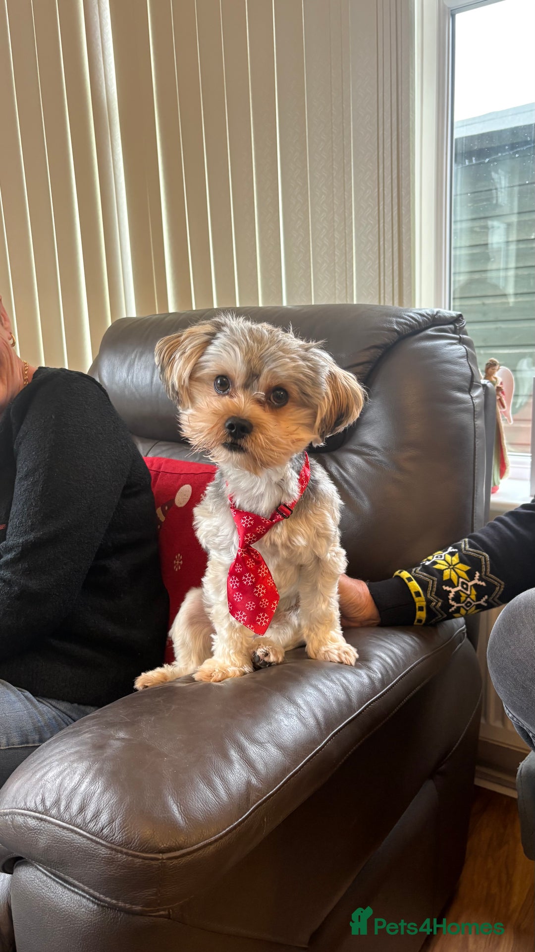 Morkie dogs for stud: Morkie Stud  - Advert 2