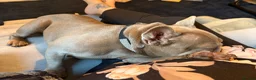 French Bulldog dogs for sale: My beautiful delihuha French bulldog  - Advert 2