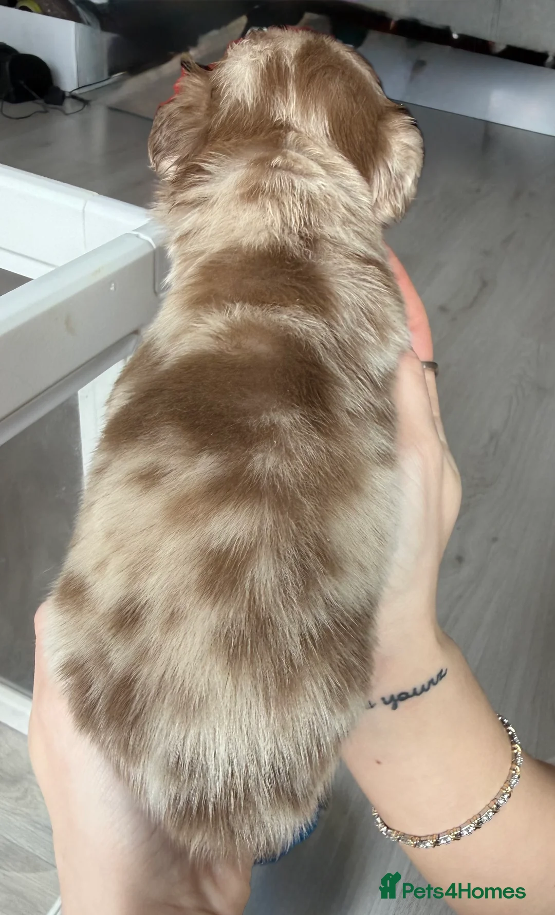 French Bulldog dogs for sale: Full fluffy frenchies  - Advert 23