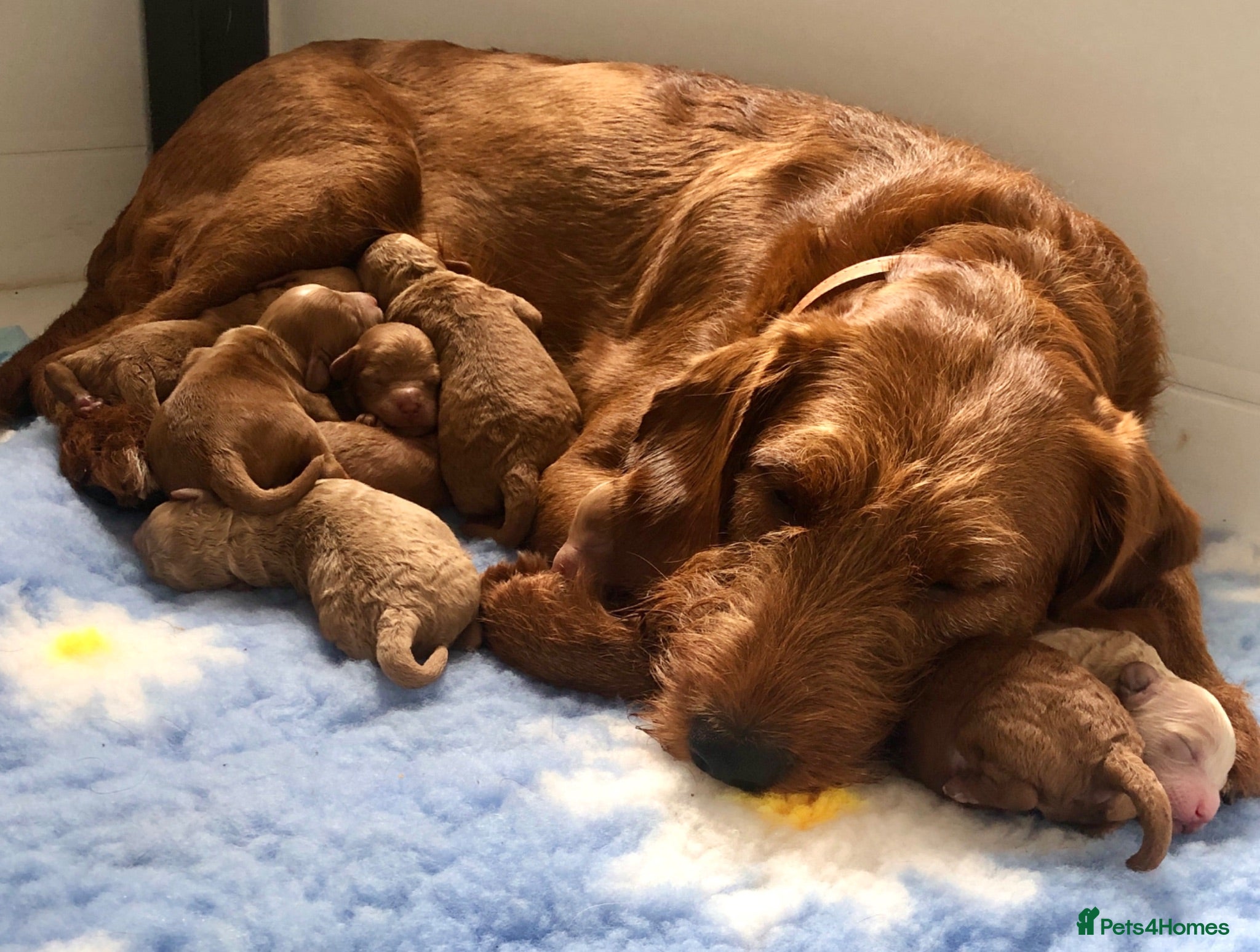 Labradoodle dogs keiras red fox miniature labradoodles  - Advert 1