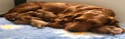 Labradoodle dogs for sale: keiras red fox miniature labradoodles  - Advert 10