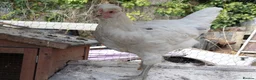 Chickens poultry for sale: LAYING AND POL GREEN BLUE EGGS in Romsey - Advert 3
