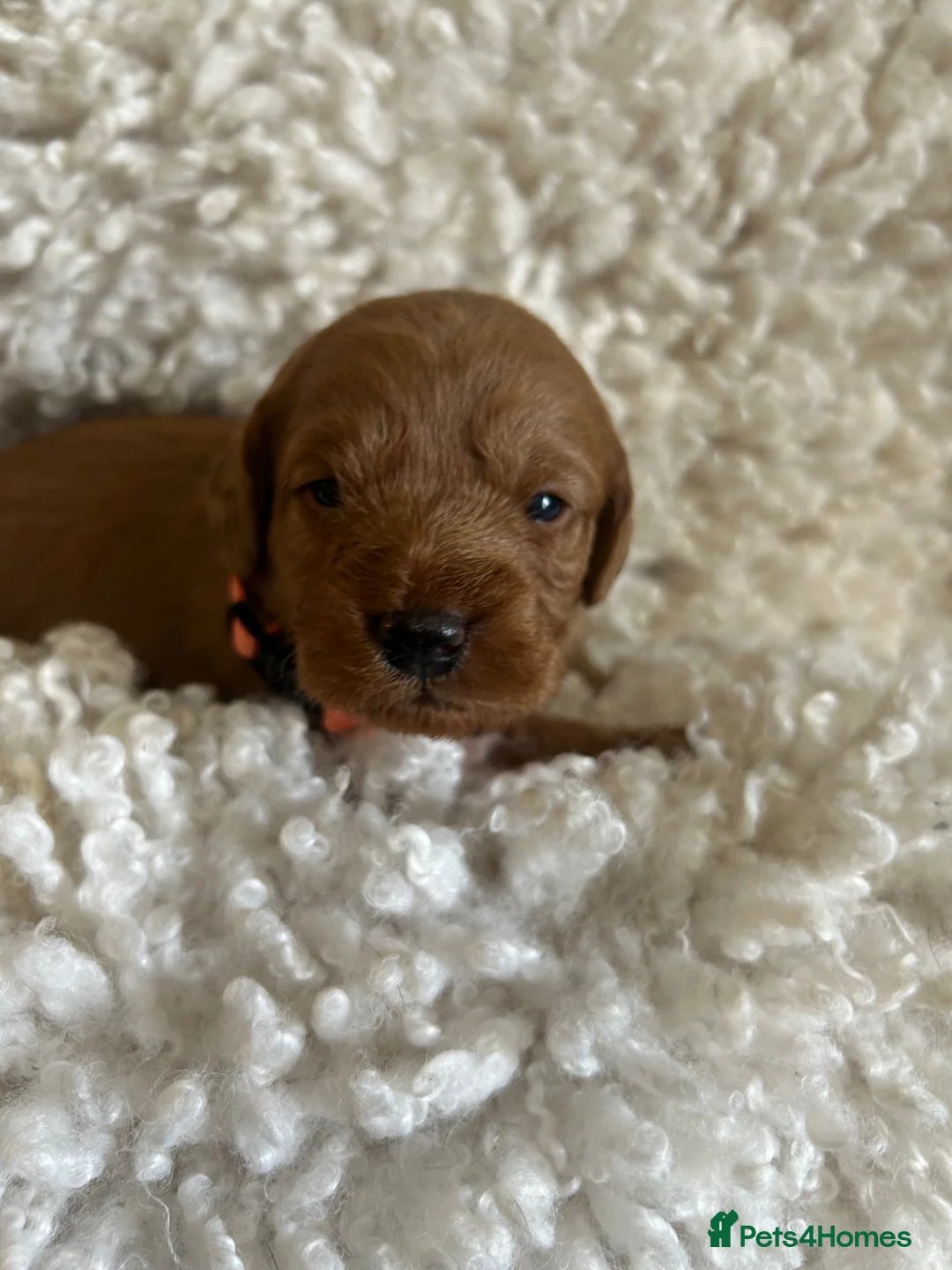 Labradoodle dogs for sale: LabaDoodle fully health tested parents  - Advert 13