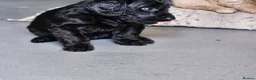 Cockapoo dogs for sale: F1 Cockapoo  - Advert 5