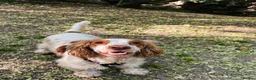 Cocker Spaniel dogs for sale: 5 Year Old Female Cocker Spaniel  - Advert 22