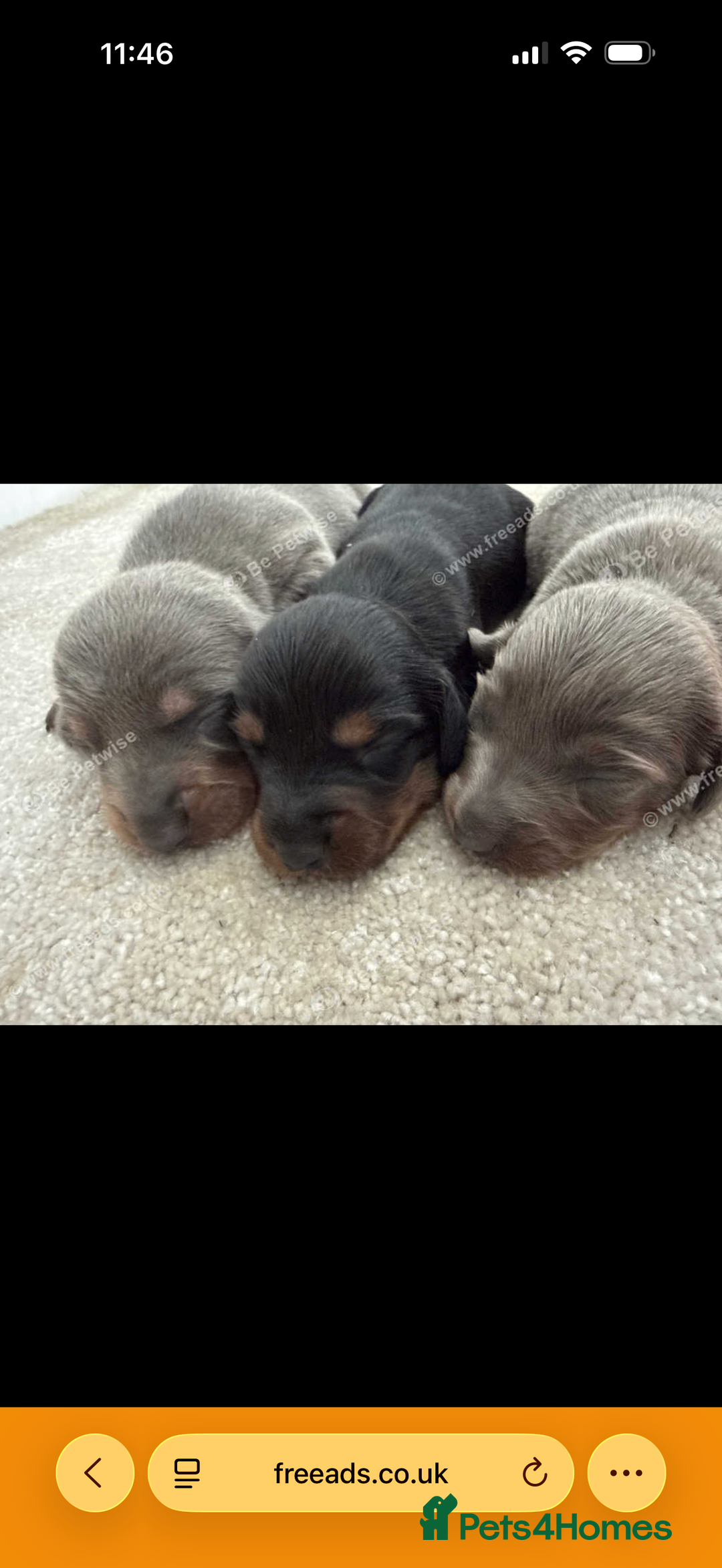 Miniature Dachshund dogs for sale: Three miniature sausage dogs, ready February 🩷 - Advert 2