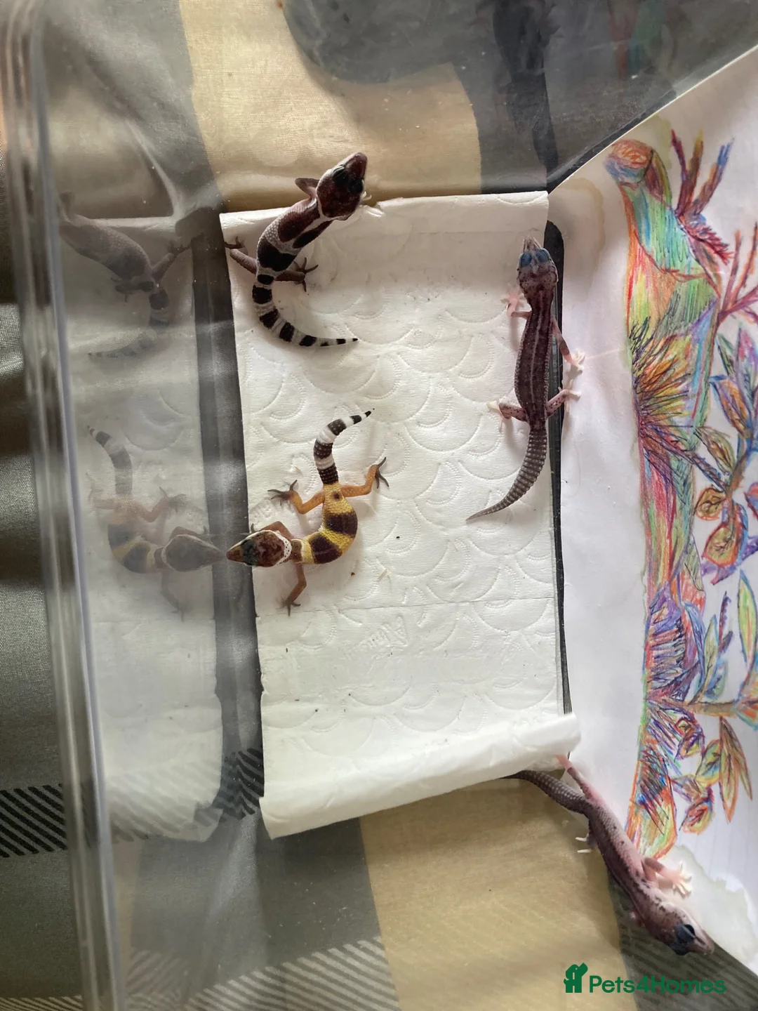 Gecko reptiles for sale: Lepard Geckos For Sale  - Advert 4