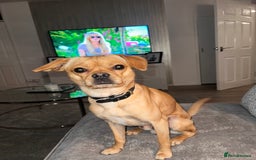 Cavalier King Charles Spaniel dogs for stud: Dog for stud  King Charles cavalier  - Image 5