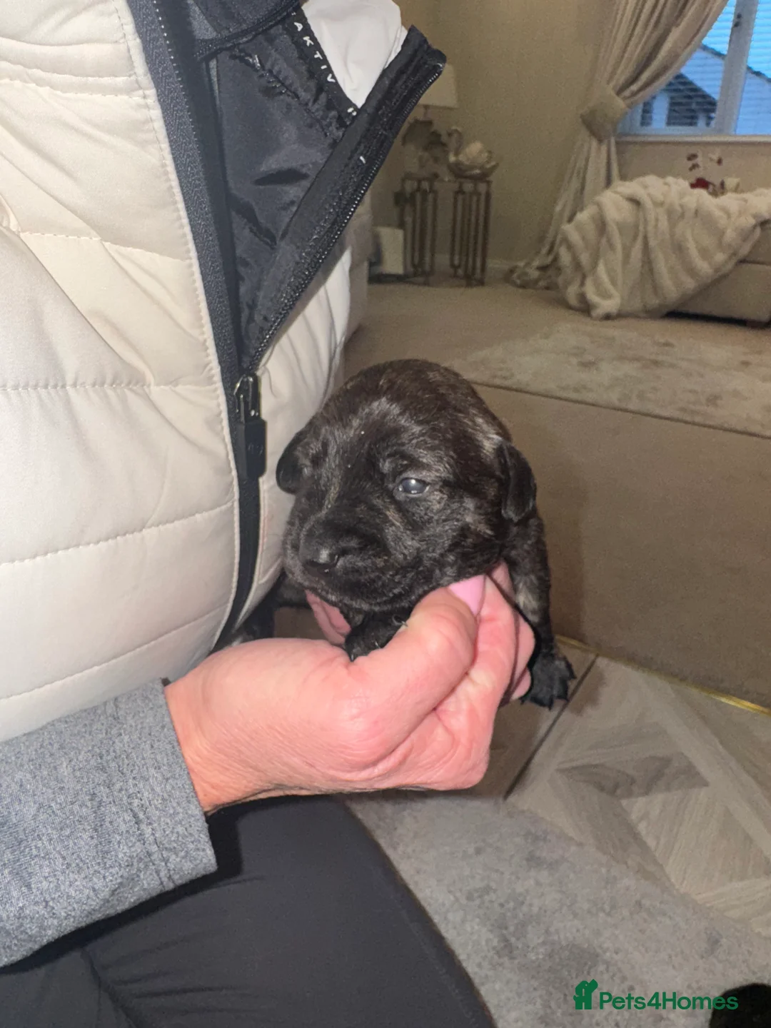 Mixed Breed dogs for sale: Beautiful Dachshund X westie puppies - Advert 9