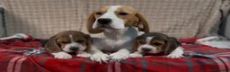 Beagle dogs for sale: BEAUTIFUL (SHOW TYPE) BEAGLE PUPPIES READY NOW - Advert 17