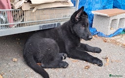 German Shepherd dogs for sale: KC reg German Shepherds, Loving family pups - Image 8